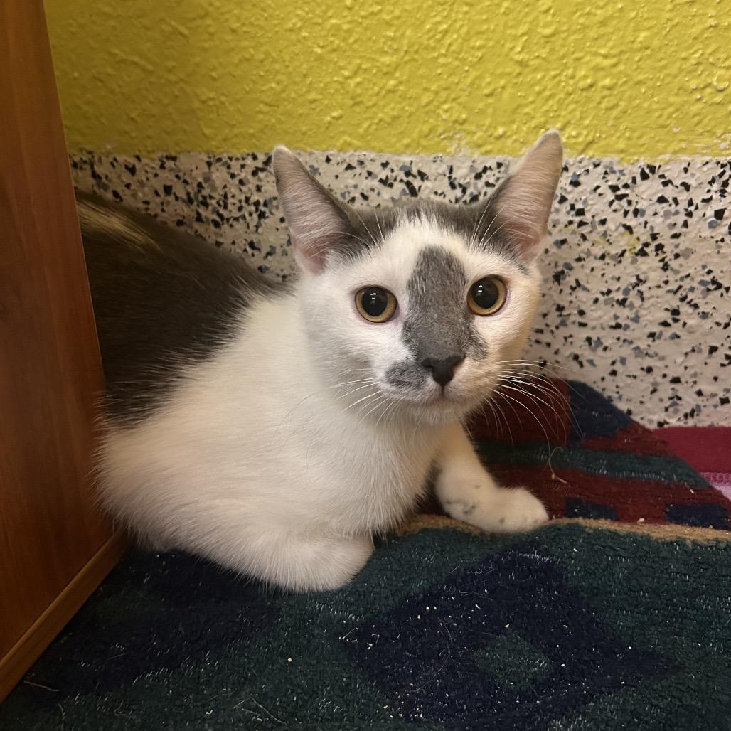 Enlarge Hot Tamale, a Adoptable Domestic Short Hair in Fresno, CA image 1/2