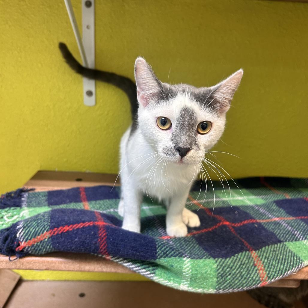 Enlarge Hot Tamale, a Adoptable Domestic Short Hair in Fresno, CA image 2/2