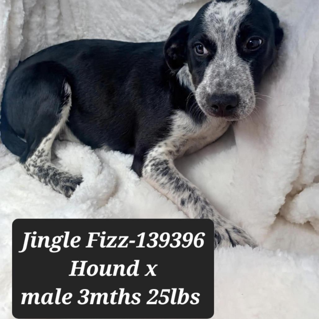 Enlarge Jingle Fizz, a Adoptable Hound in New Tazewell, TN image 1/1