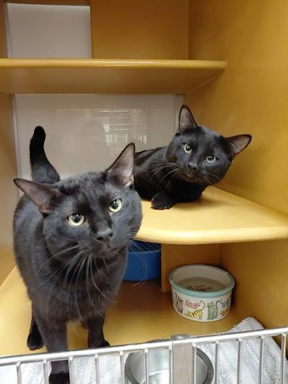 Howl, Adoptable, Adult Male Domestic Short Hair & Domestic Short Hair.