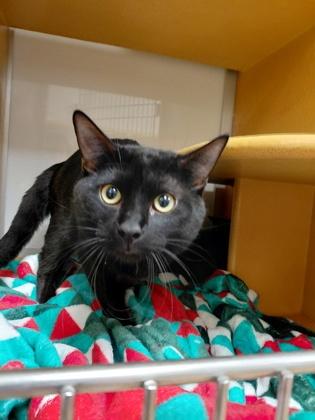 Enlarge Howl, a Adoptable mixed breed in Phoenix, AZ image 2/2