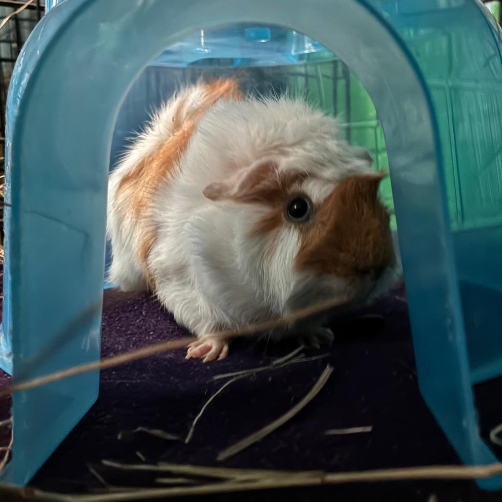Peppercorn, Adoptable, Young Male Abyssinian & Guinea Pig.