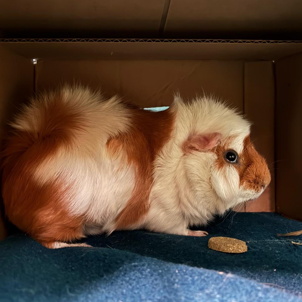 Peppercorn, a Adoptable mixed breed in Providence, RI image 2/2