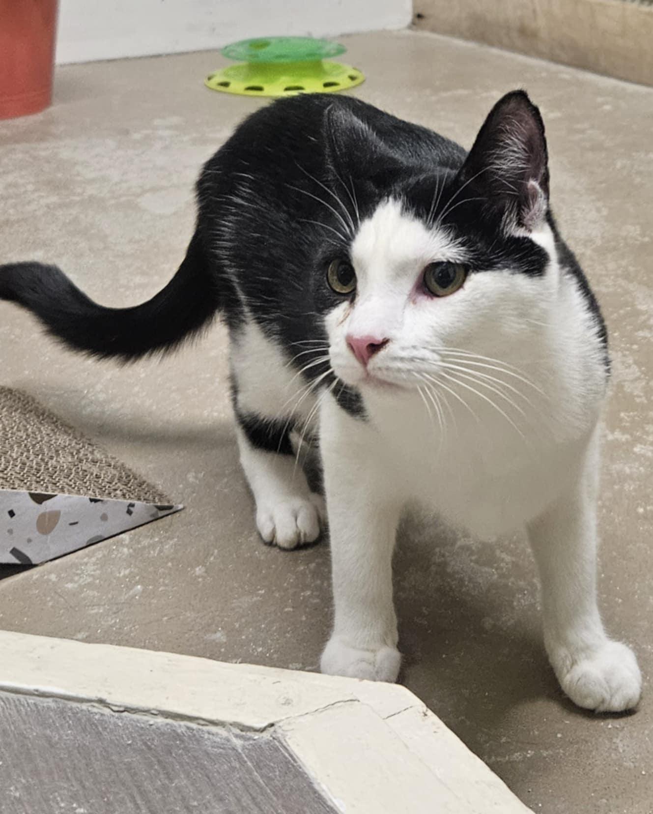 Enlarge Rocket AND Bandit, a Adoptable Domestic Short Hair in Gonic, NH image 1/3