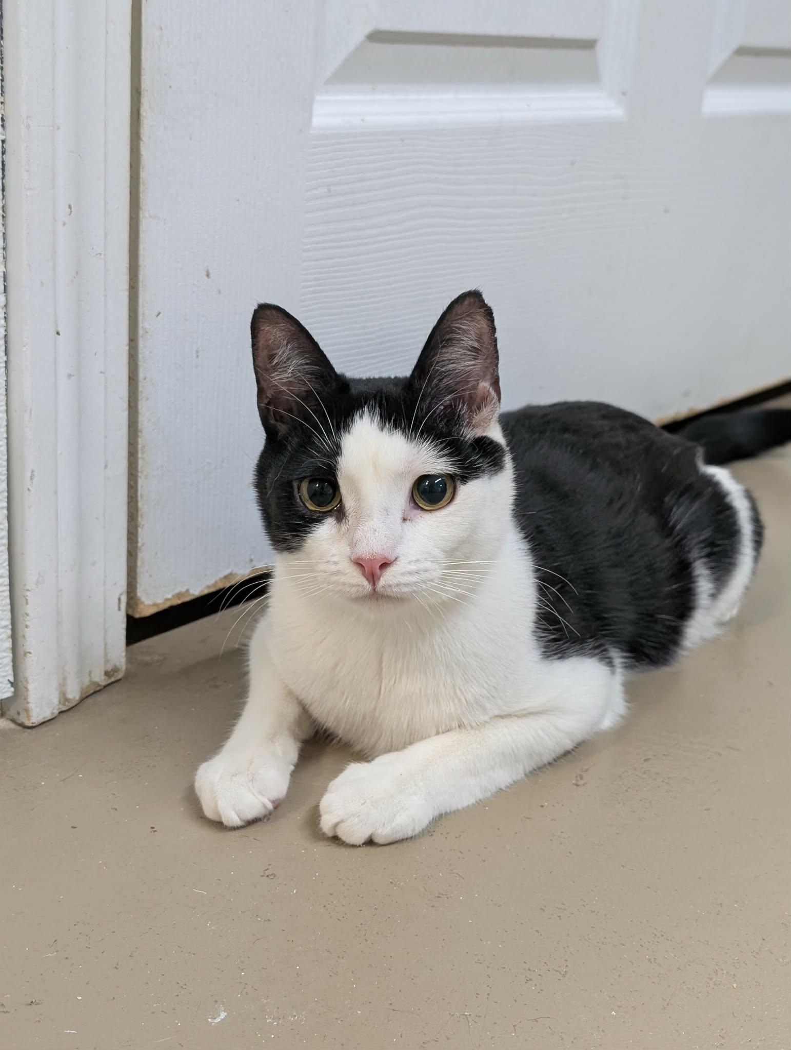Enlarge Rocket AND Bandit, a Adoptable Domestic Short Hair in Gonic, NH image 3/3