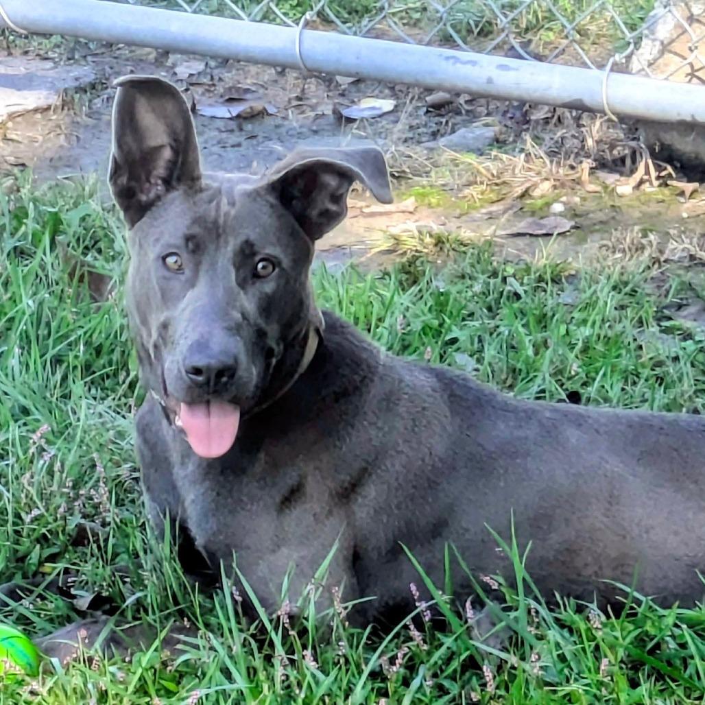 Enlarge Anna, a Adoptable Mixed Breed in Jeffersonville, IN image 1/3