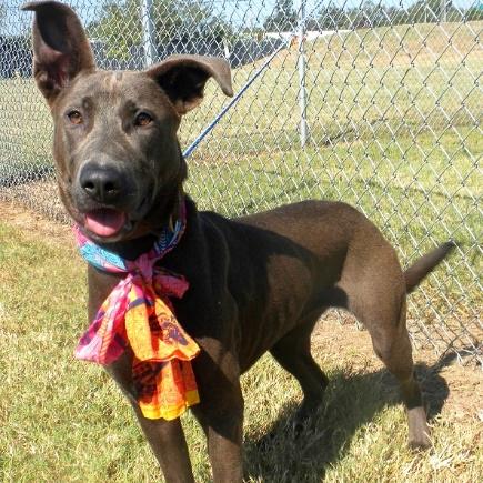 Enlarge Anna, a Adoptable Mixed Breed in Jeffersonville, IN image 2/3