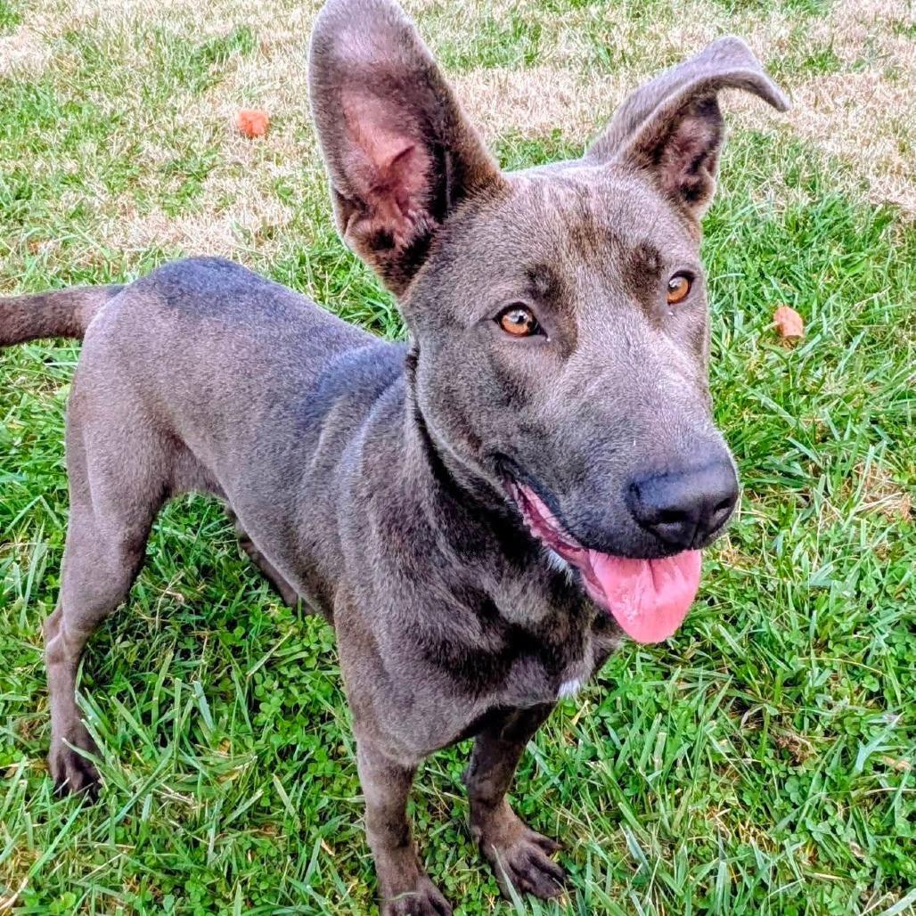 Enlarge Anna, a Adoptable Mixed Breed in Jeffersonville, IN image 3/3