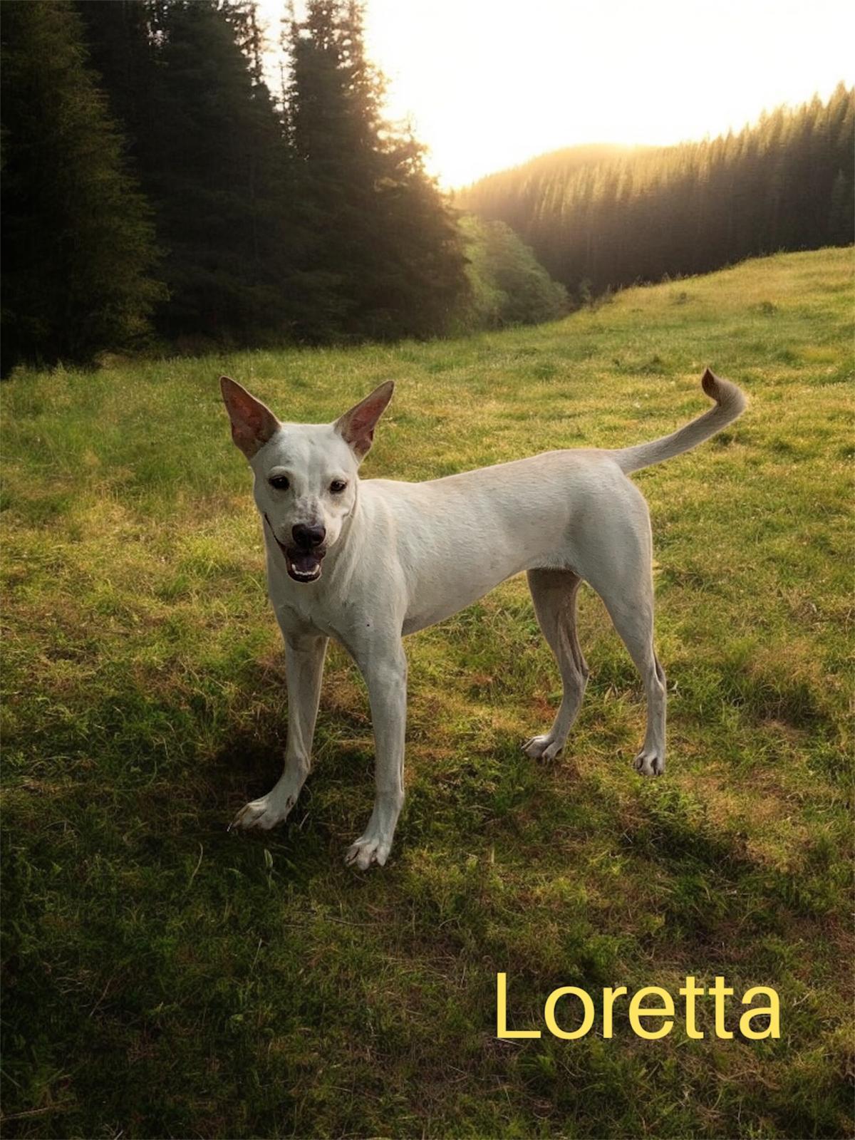 Loretta, Adoptable, Young Female Chihuahua.