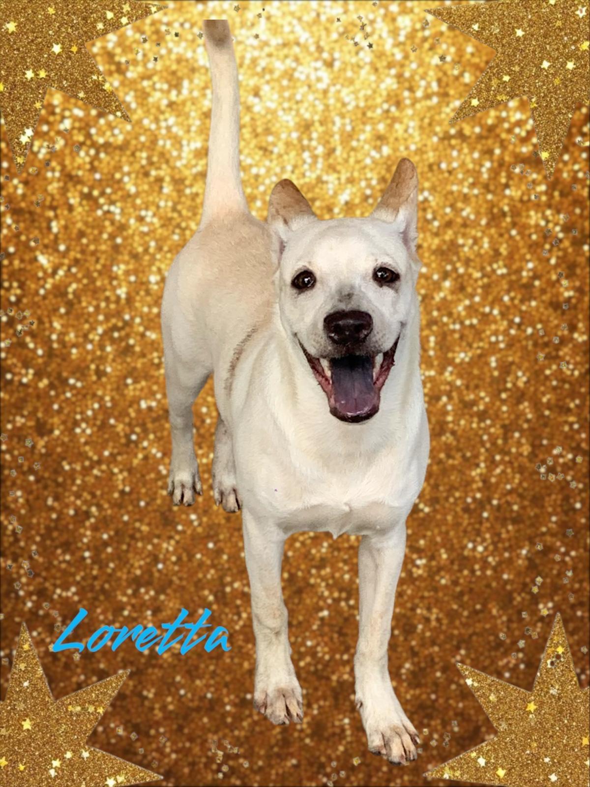 Enlarge Loretta, a Adoptable mixed breed in armonk, NY image 2/2