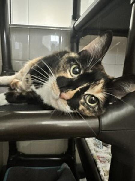 Candy Corn, Adoptable, Adult Female Domestic Short Hair.
