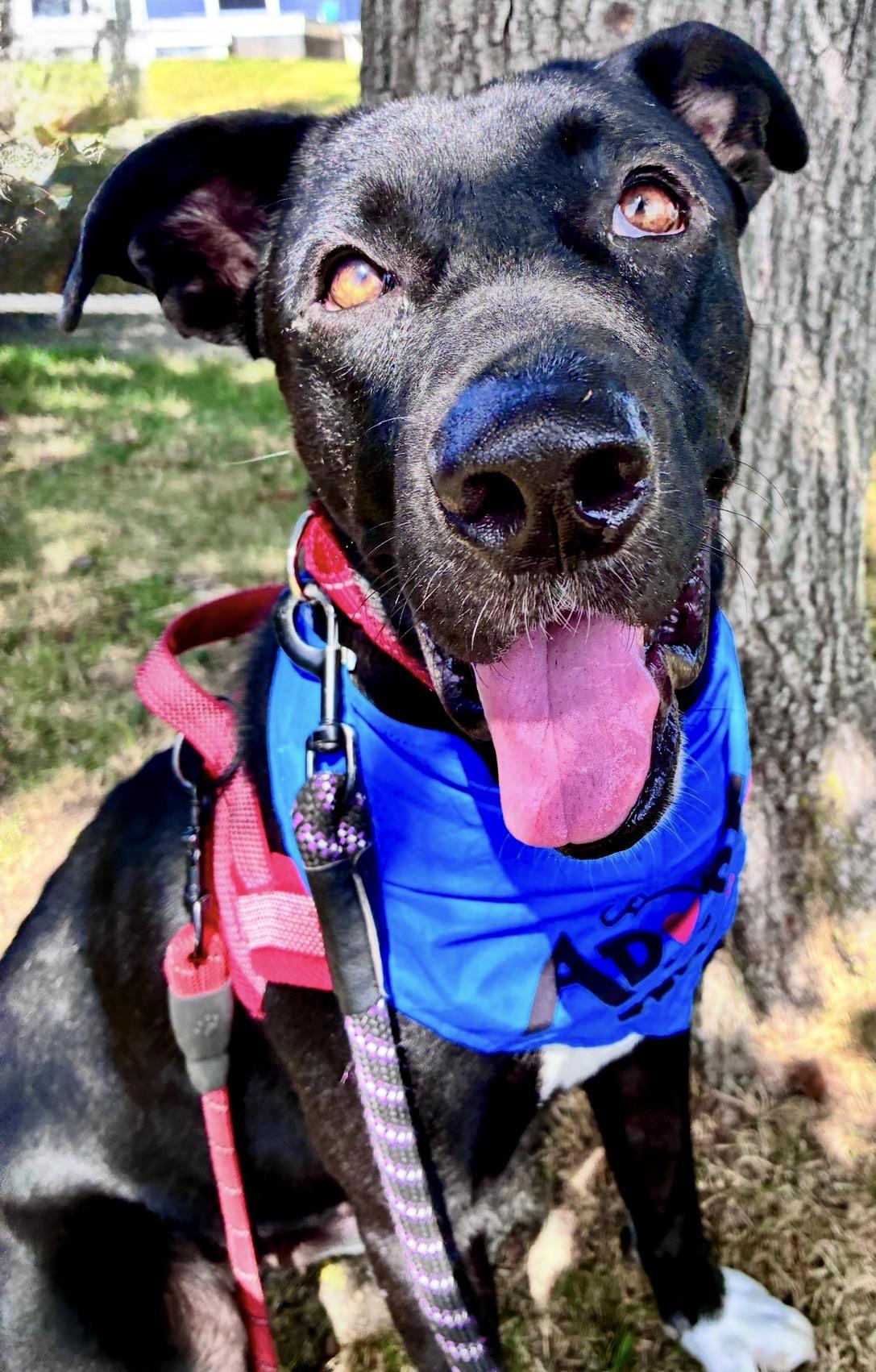 Enlarge Apollo, a Adopted mixed breed in Dedham, MA image 3/5