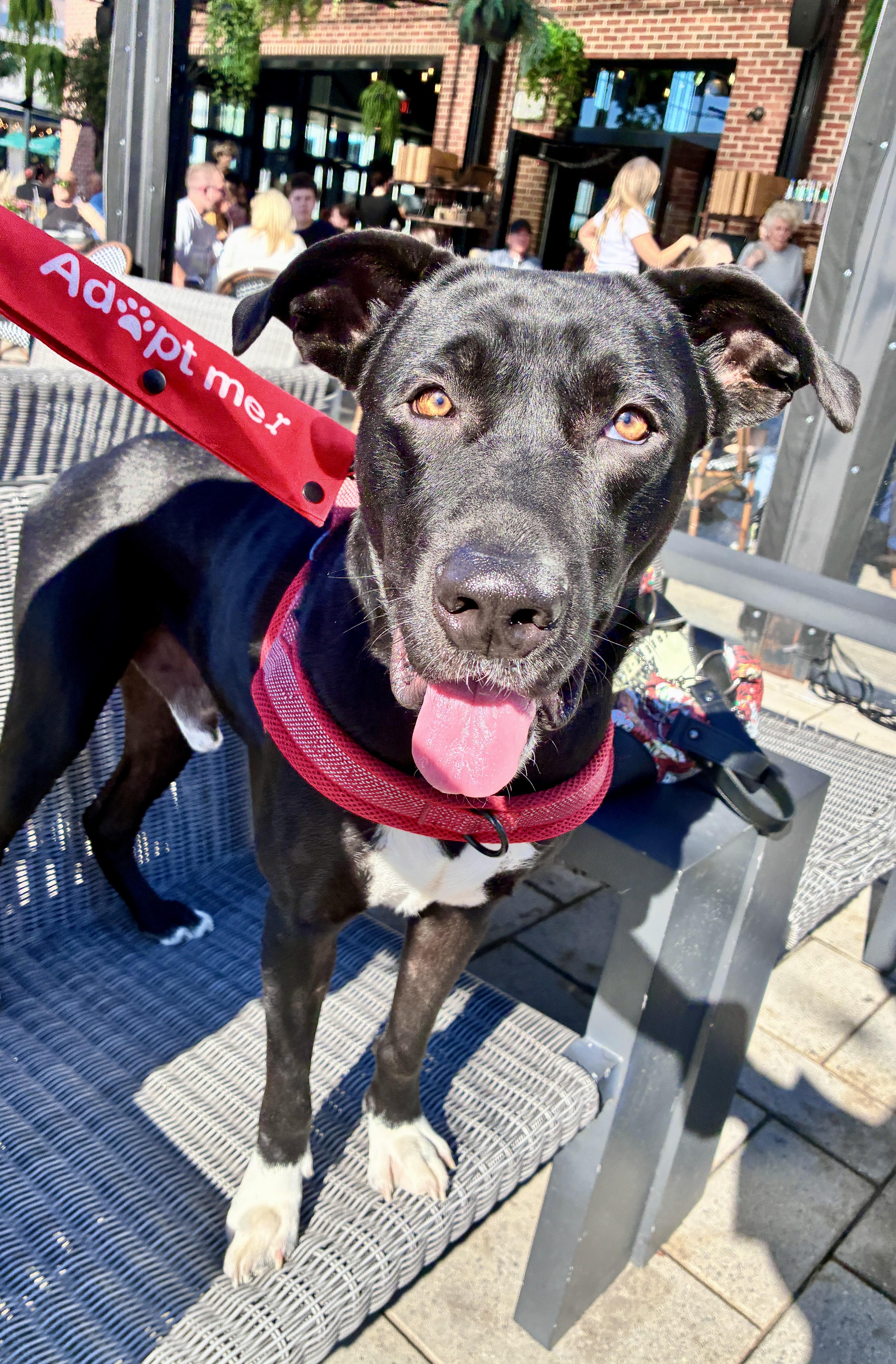 Enlarge Apollo, a Adopted mixed breed in Dedham, MA image 1/5