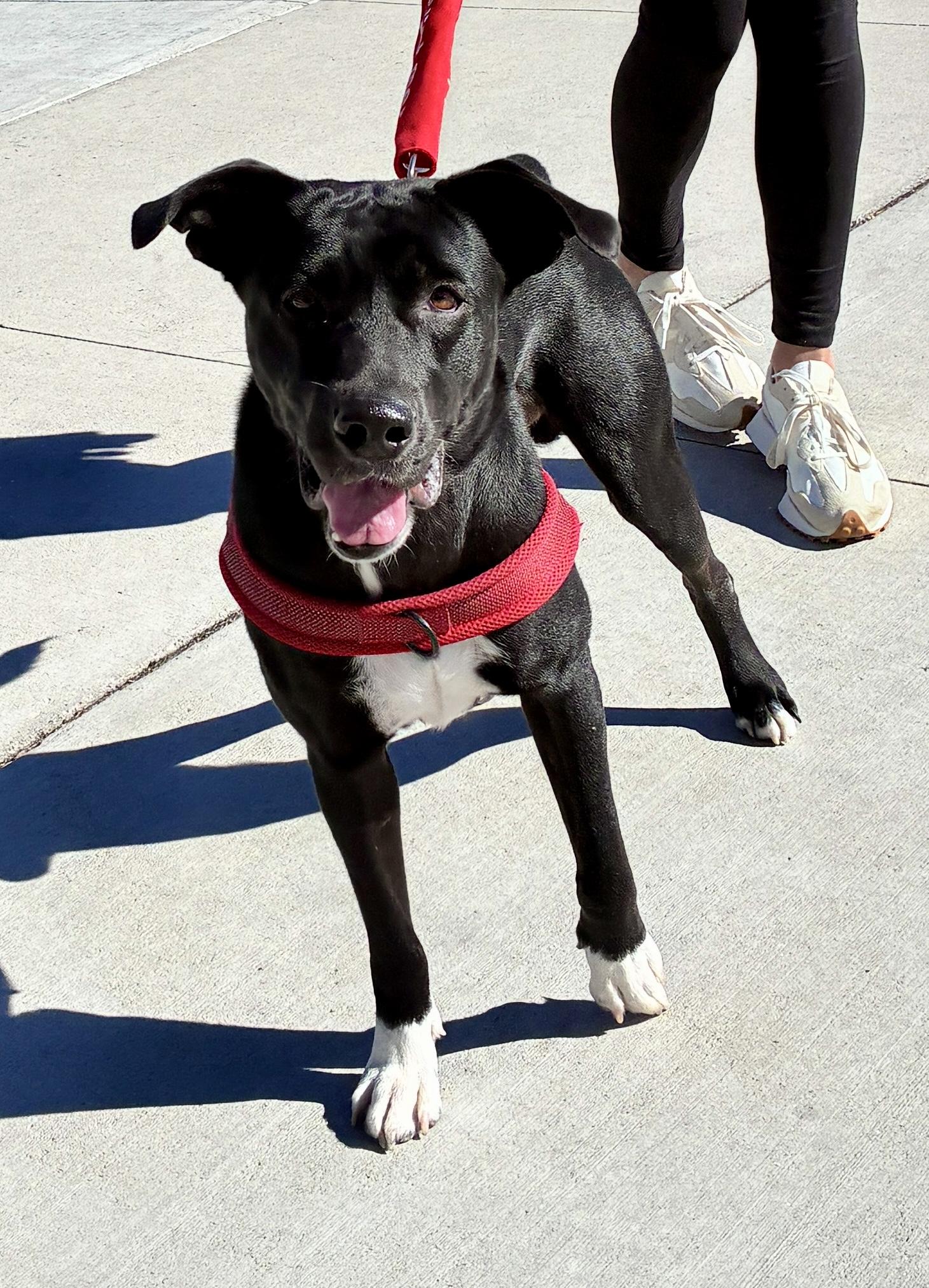 Enlarge Apollo, a Adopted mixed breed in Dedham, MA image 2/5