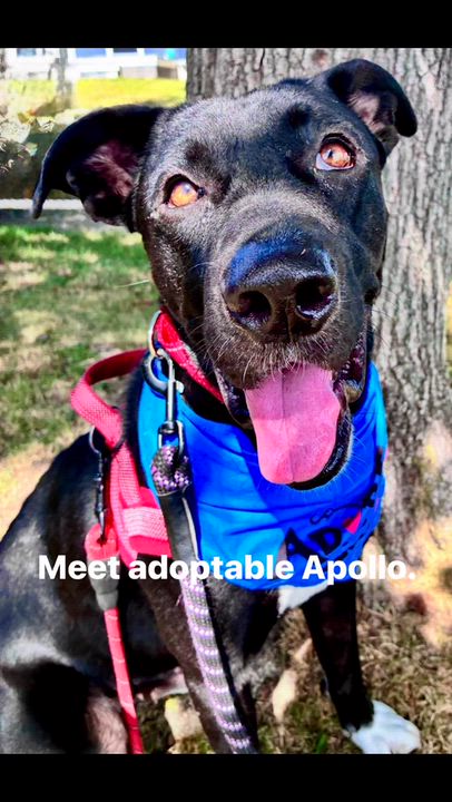 Enlarge Apollo, a Adopted mixed breed in Dedham, MA video 5/5
