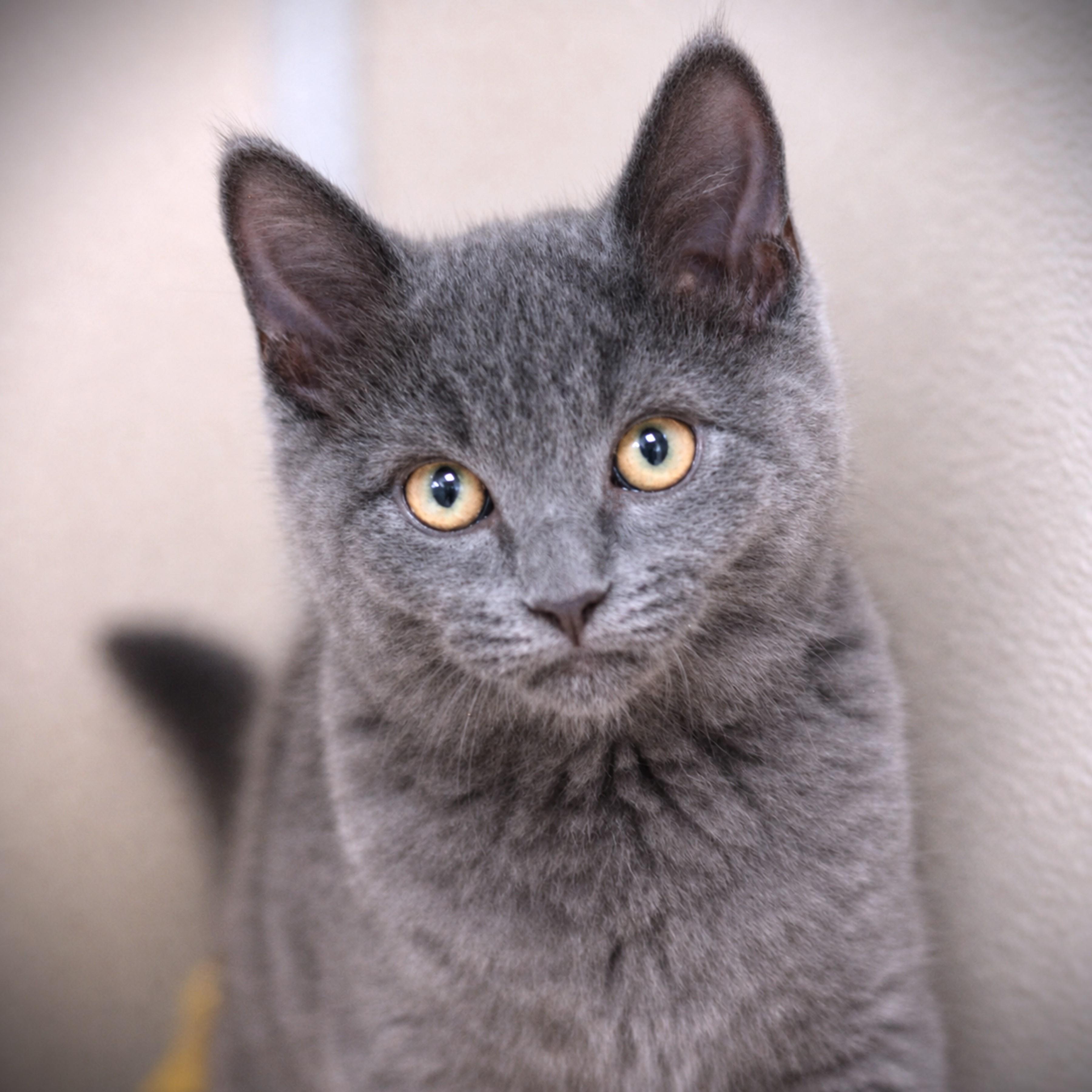 Kevin, adopted, Kitten Male Domestic Short Hair.