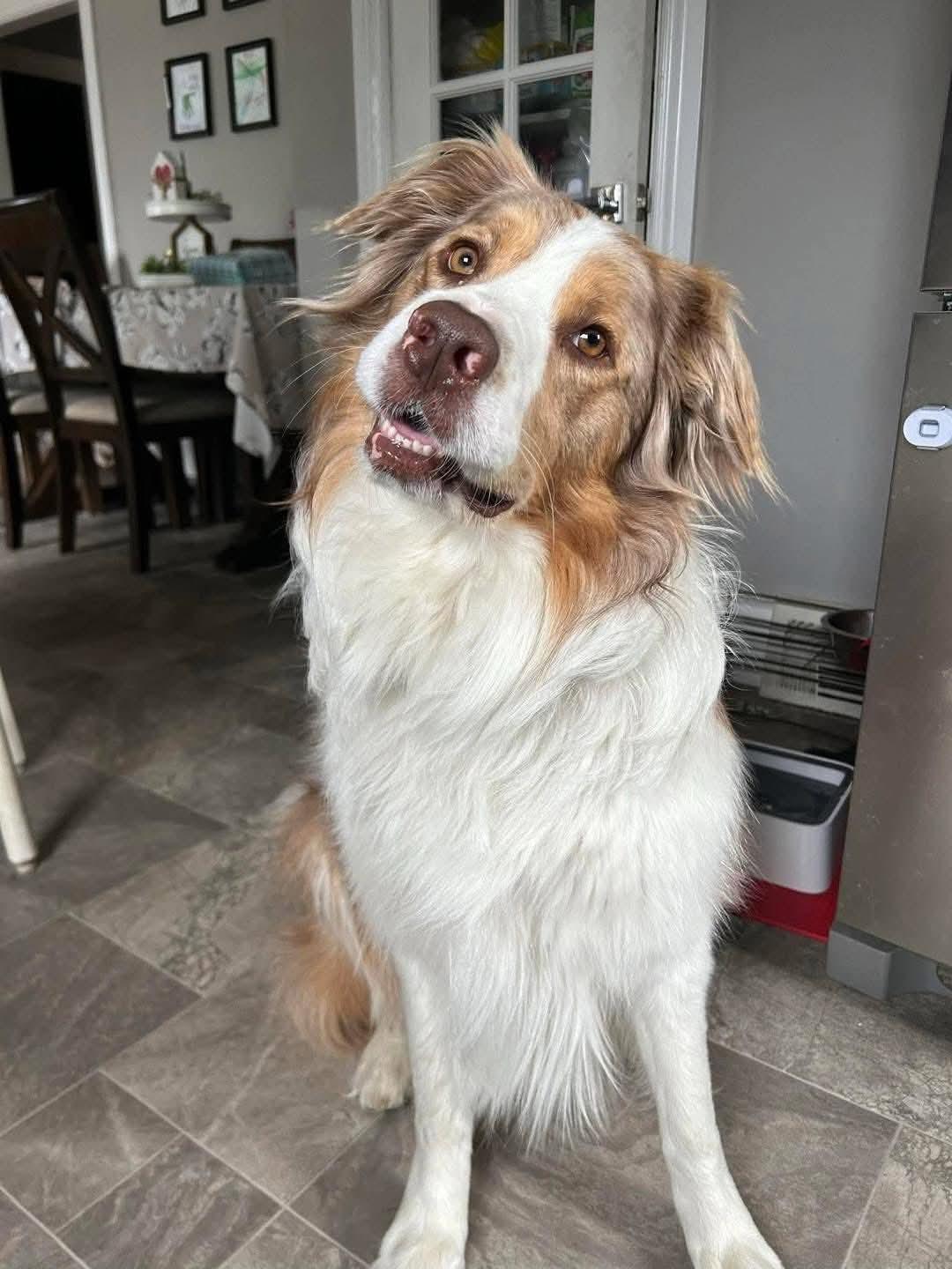 Bo, a Adoptable mixed breed in Lively, ON image 1/3