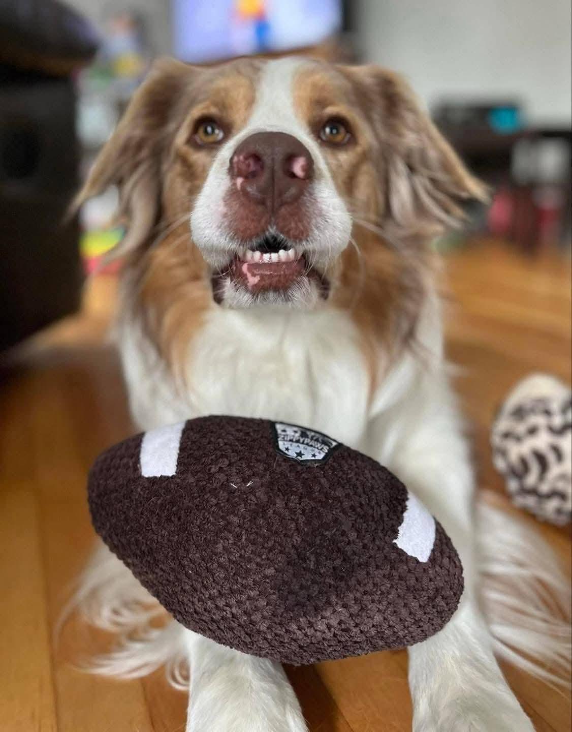 Bo, a Adoptable mixed breed in Lively, ON image 2/3