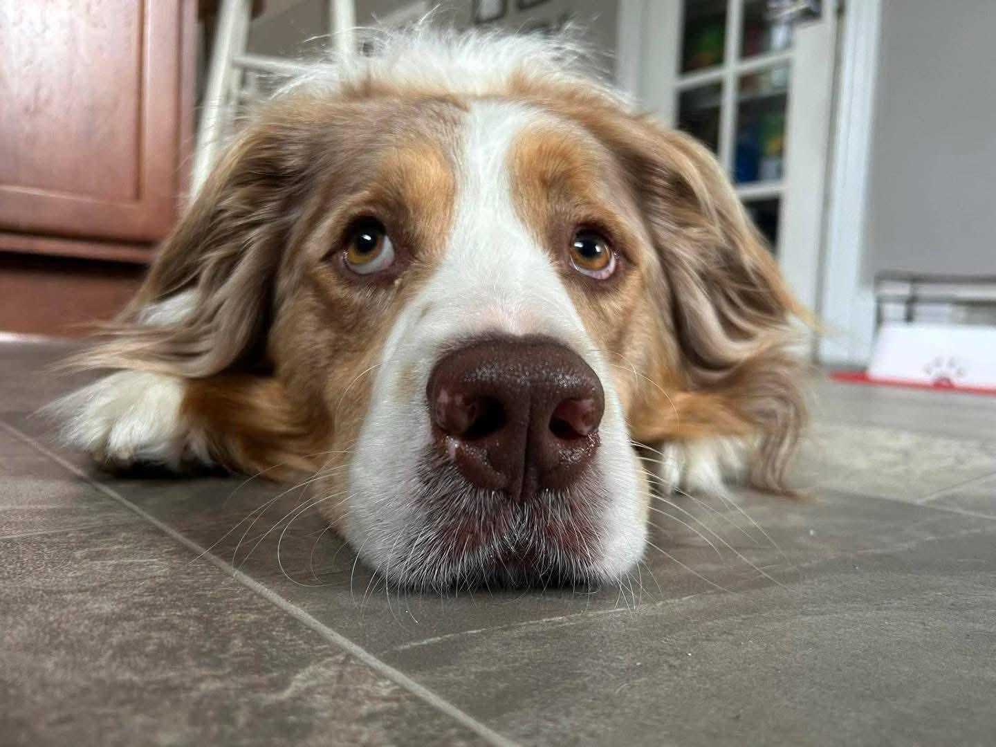 Bo, a Adoptable mixed breed in Lively, ON image 3/3