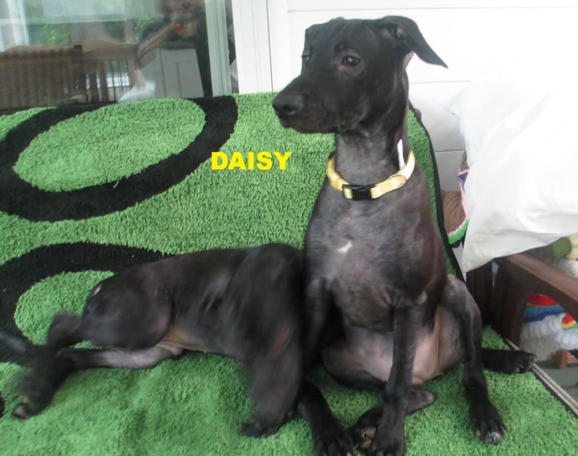 Daisy, Adoptable, Puppy Female Pit Bull Terrier & Whippet.