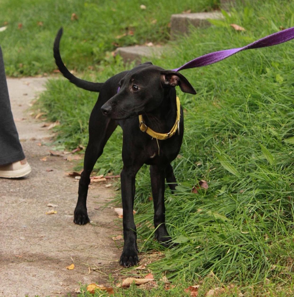 Enlarge Daisy, a Adoptable mixed breed in Rochester, NY image 2/6