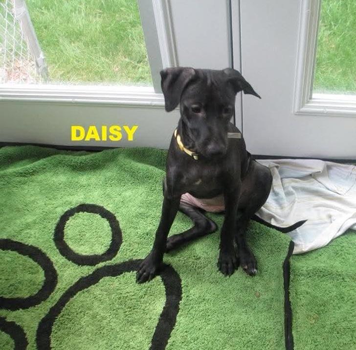 Enlarge Daisy, a Adoptable mixed breed in Rochester, NY image 6/6
