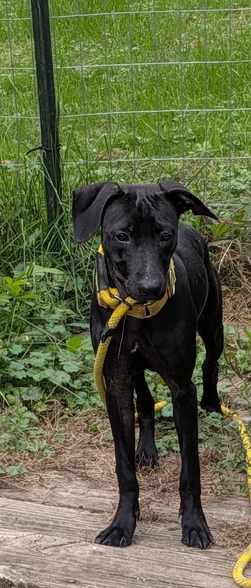 Enlarge Daisy, a Adoptable mixed breed in Rochester, NY image 3/6