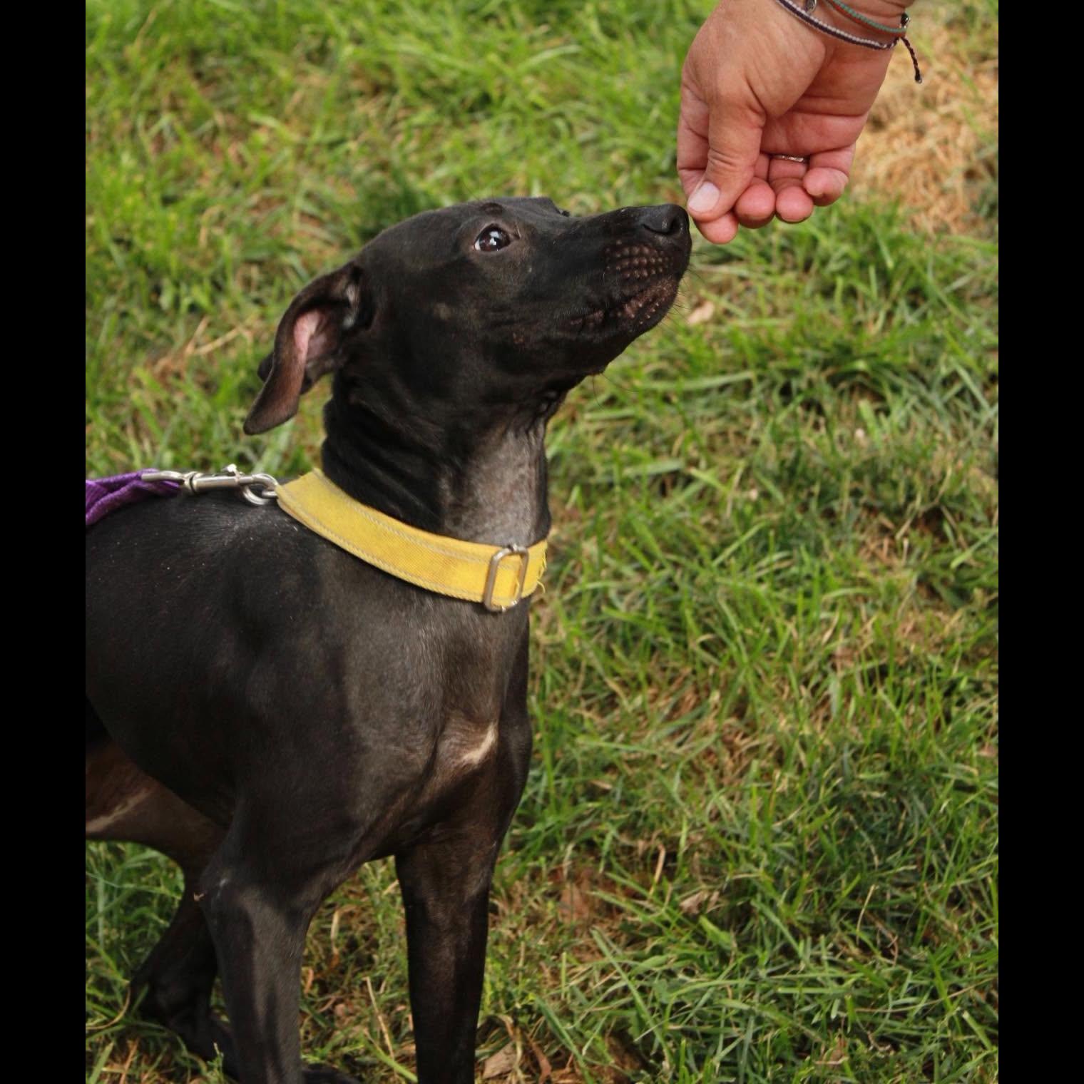Enlarge Daisy, a Adoptable mixed breed in Rochester, NY image 4/6