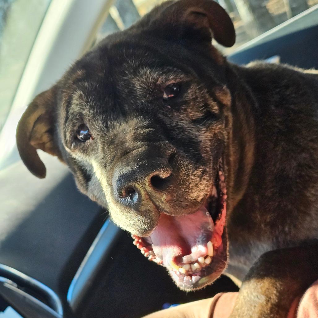Doobert, Adoptable, Senior Male Shar-Pei & Shar-Pei.