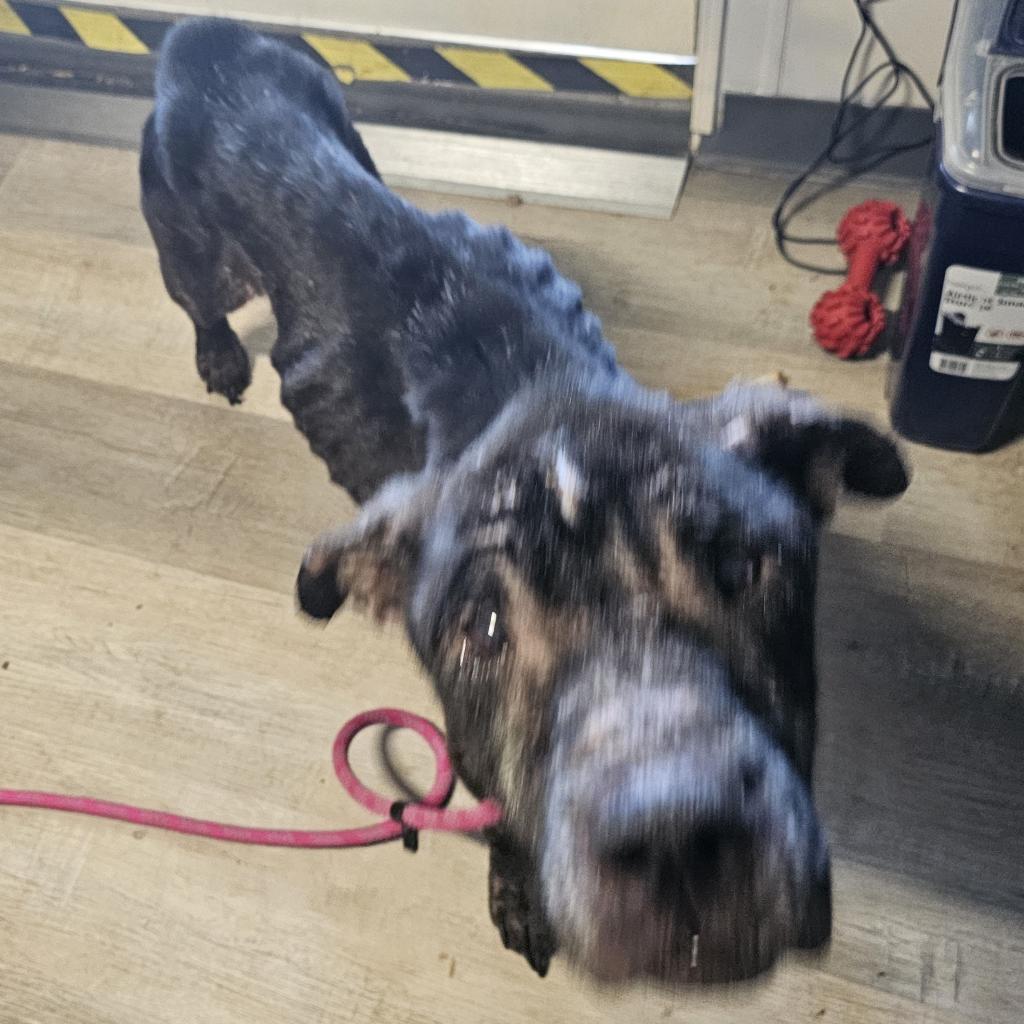 Enlarge Doobert, a Adoptable mixed breed in mount vernon, AR image 3/3