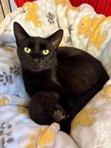 Jenever, ADOPTABLE, Adult Female Domestic Short Hair.