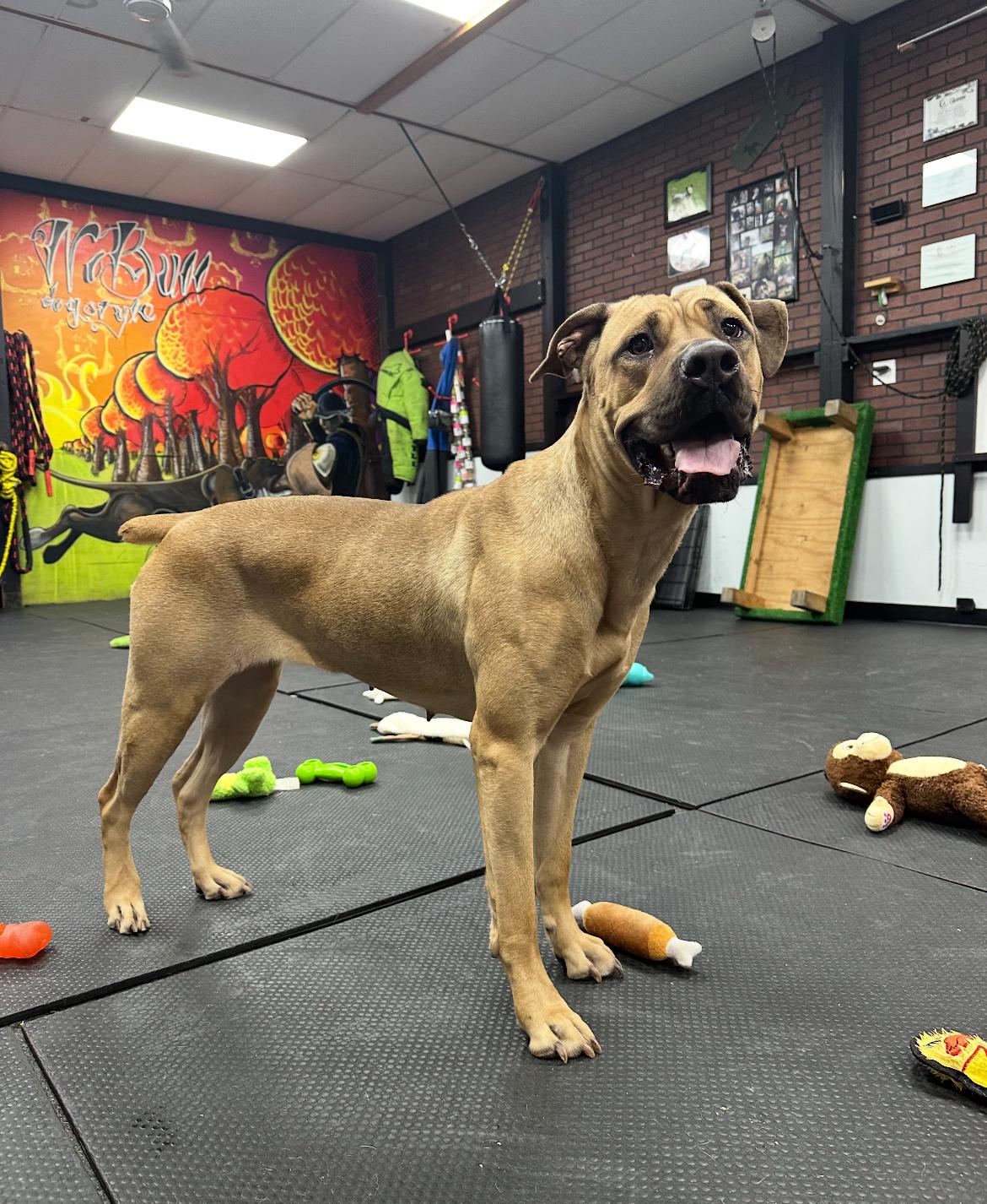 Leona, Adoptable, Young Female Mastiff.