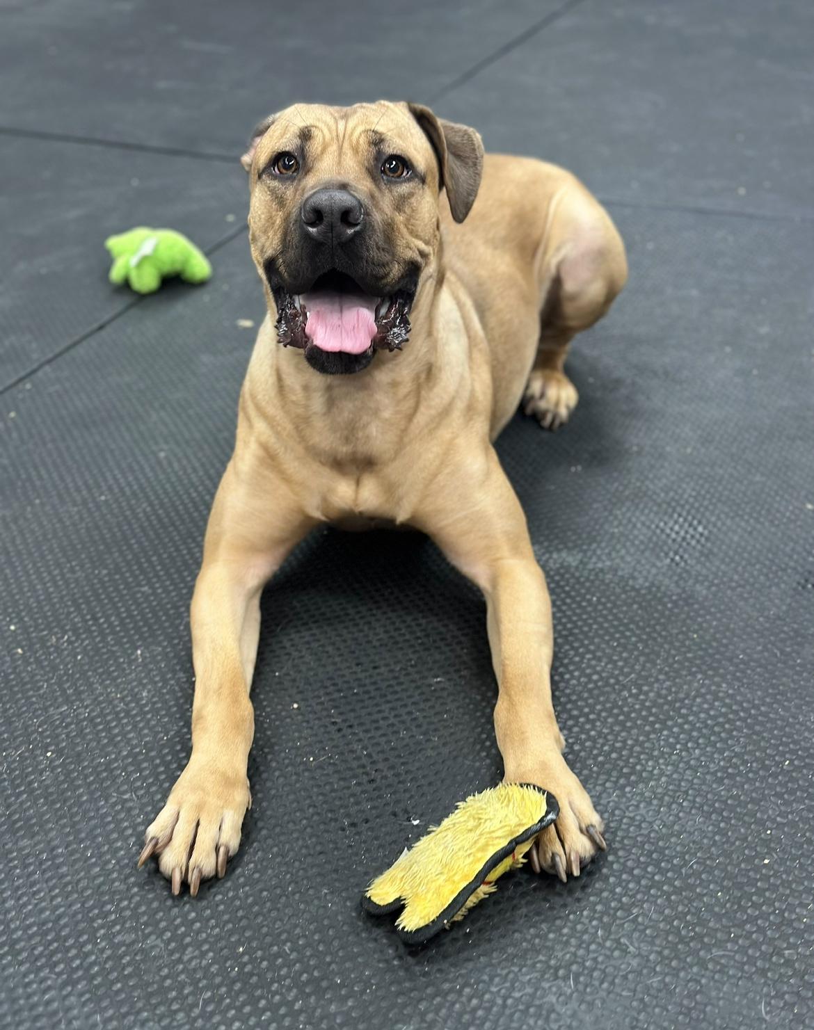 Enlarge Leona, a Adoptable Mastiff in Vernon Hills, IL image 2/3