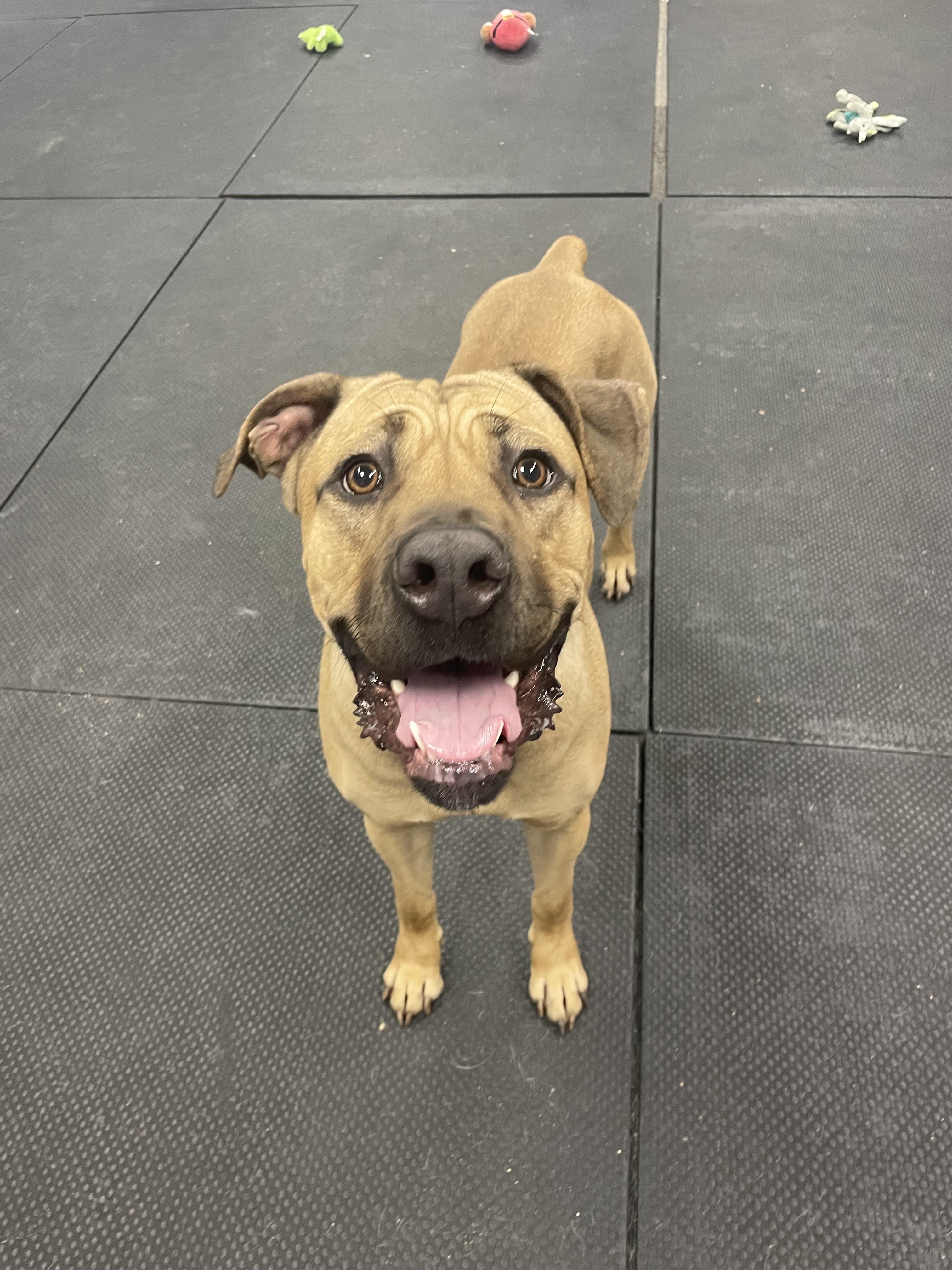 Enlarge Leona, a Adoptable Mastiff in Vernon Hills, IL image 3/3