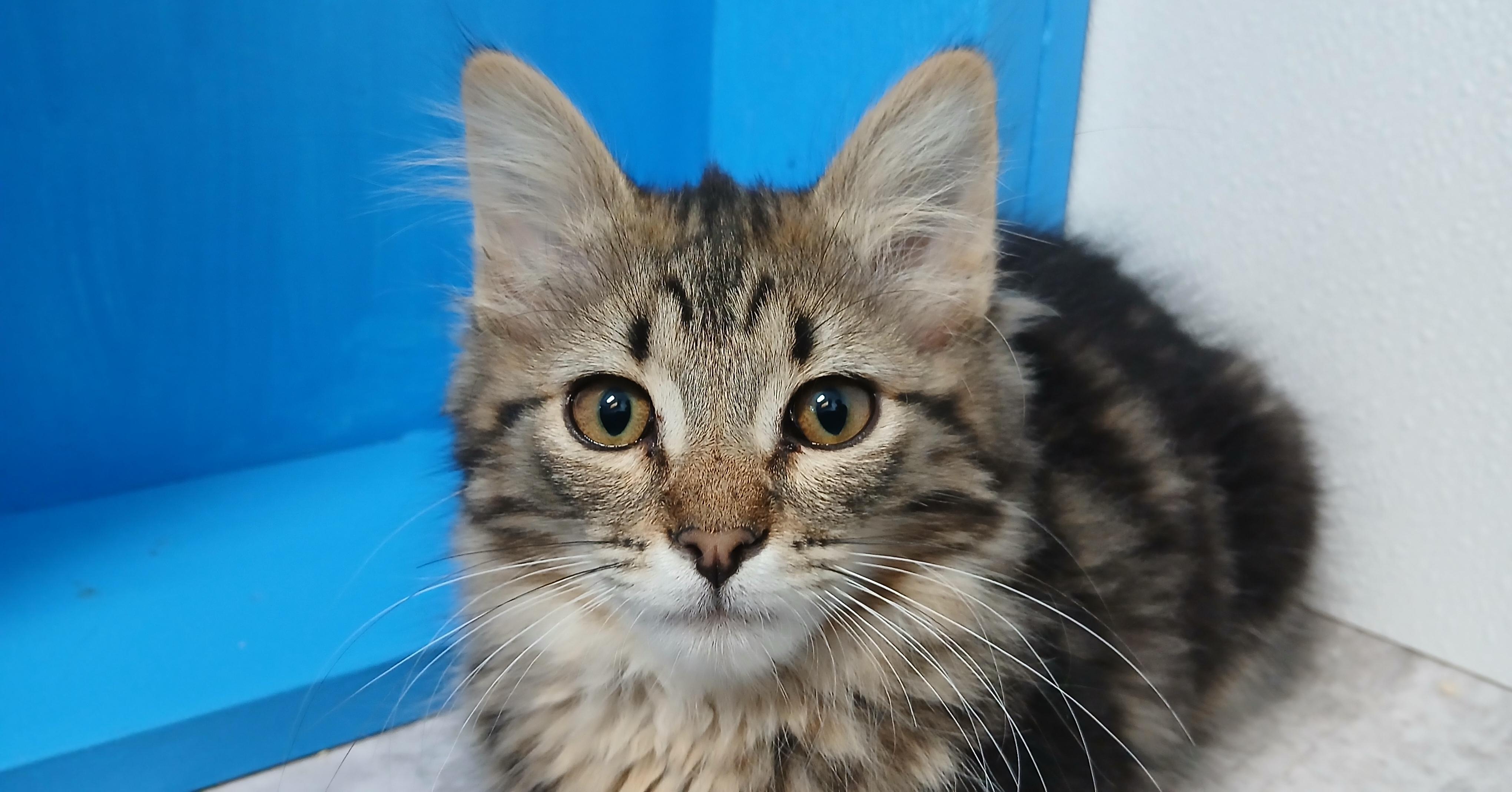 Enlarge Bowen, a Adoptable Domestic Long Hair in Cullowhee, NC image 1/5