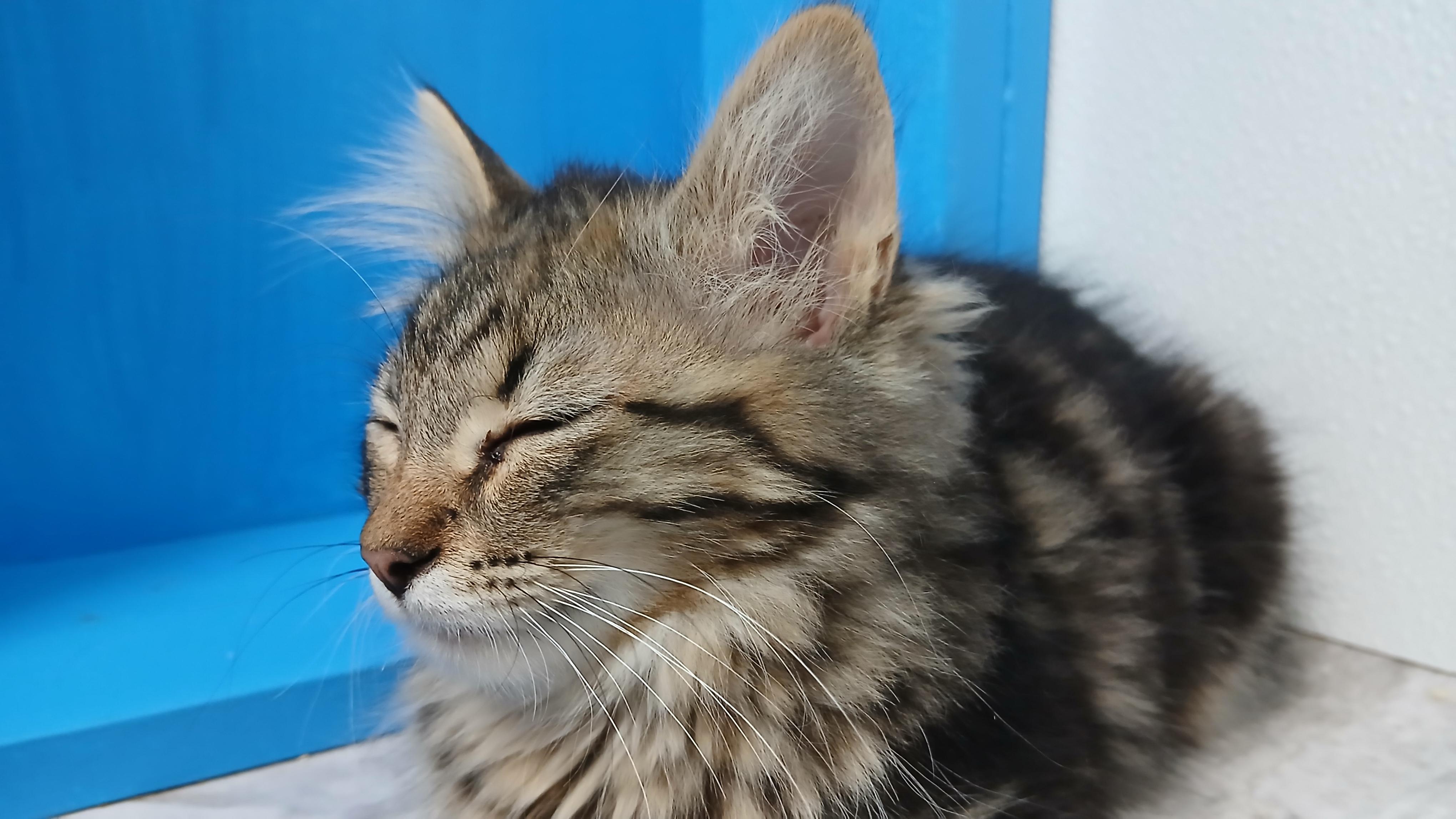 Enlarge Bowen, a Adoptable Domestic Long Hair in Cullowhee, NC image 4/5