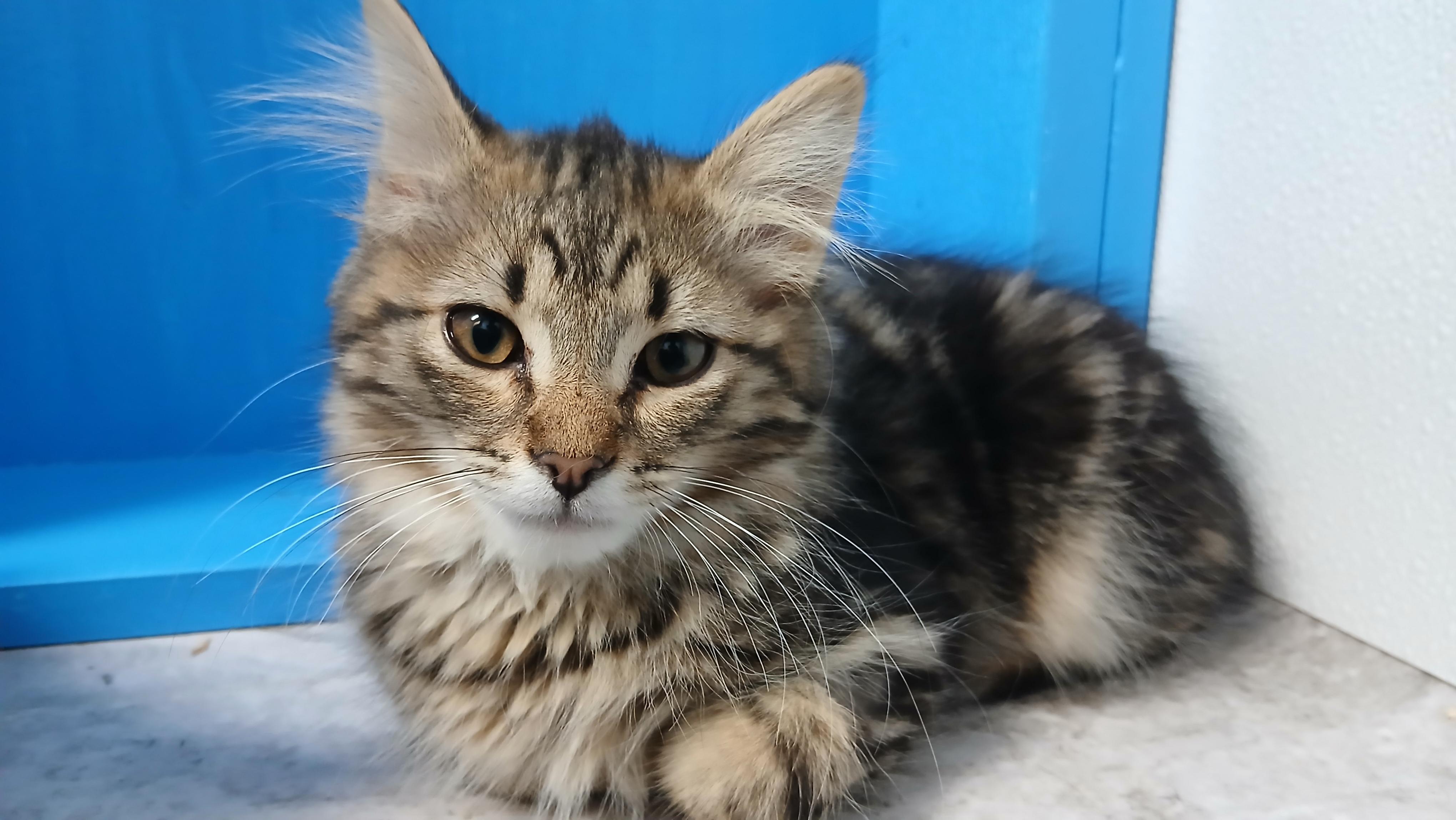 Enlarge Bowen, a Adoptable Domestic Long Hair in Cullowhee, NC image 3/5