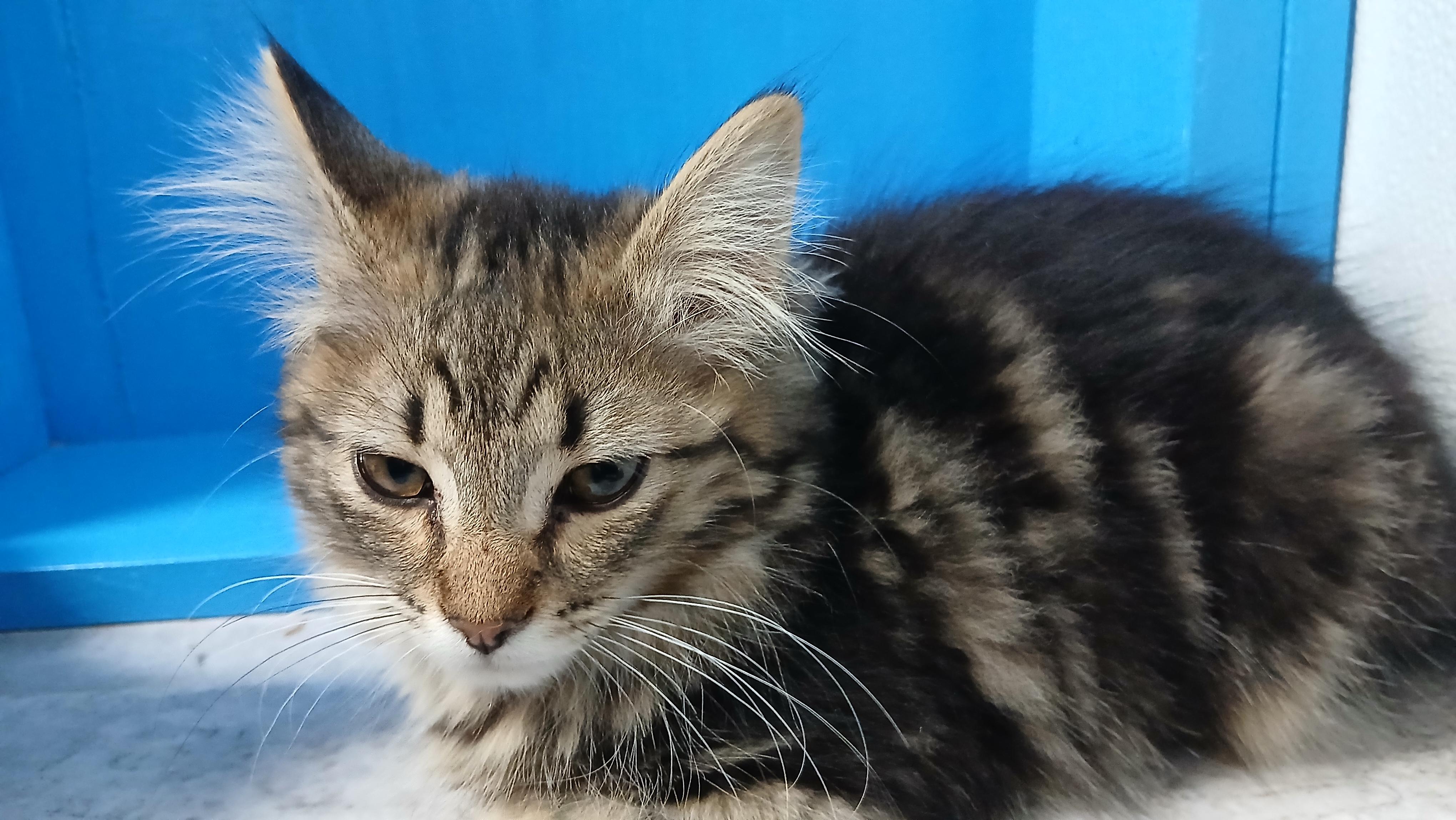Enlarge Bowen, a Adoptable Domestic Long Hair in Cullowhee, NC image 5/5