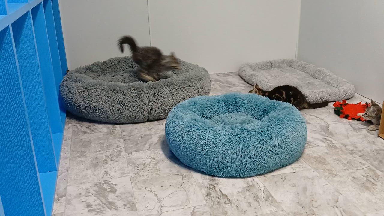 Enlarge Bowen, a Adoptable Domestic Long Hair in Cullowhee, NC video 2/5