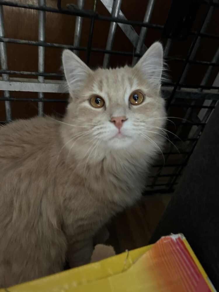 Lucky, Adoptable, Adult Male Domestic Long Hair.