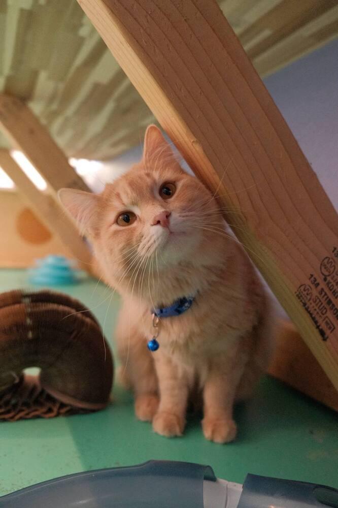 Lucky, Adoptable, Adult Male Domestic Long Hair.