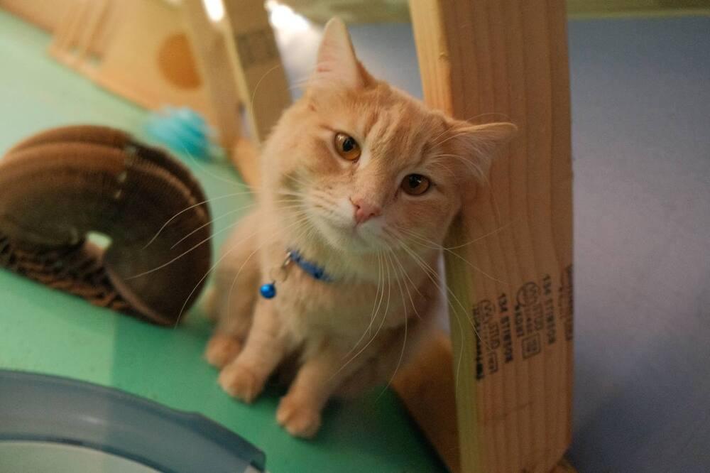 Enlarge Lucky, a Adoptable mixed breed in Lafayette, CO image 2/2