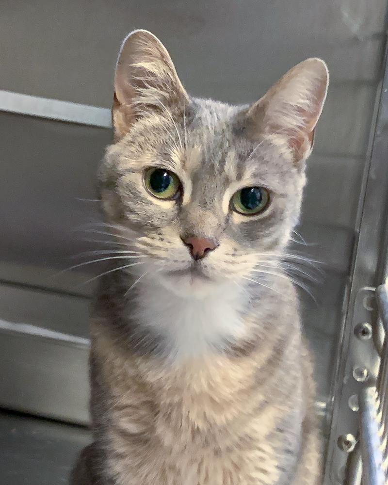 Cat for adoption Piper a Domestic Short Hair in Scituate MA Petfinder Cat for adoption Piper a Domestic Short Hair in Scituate MA Petfinder