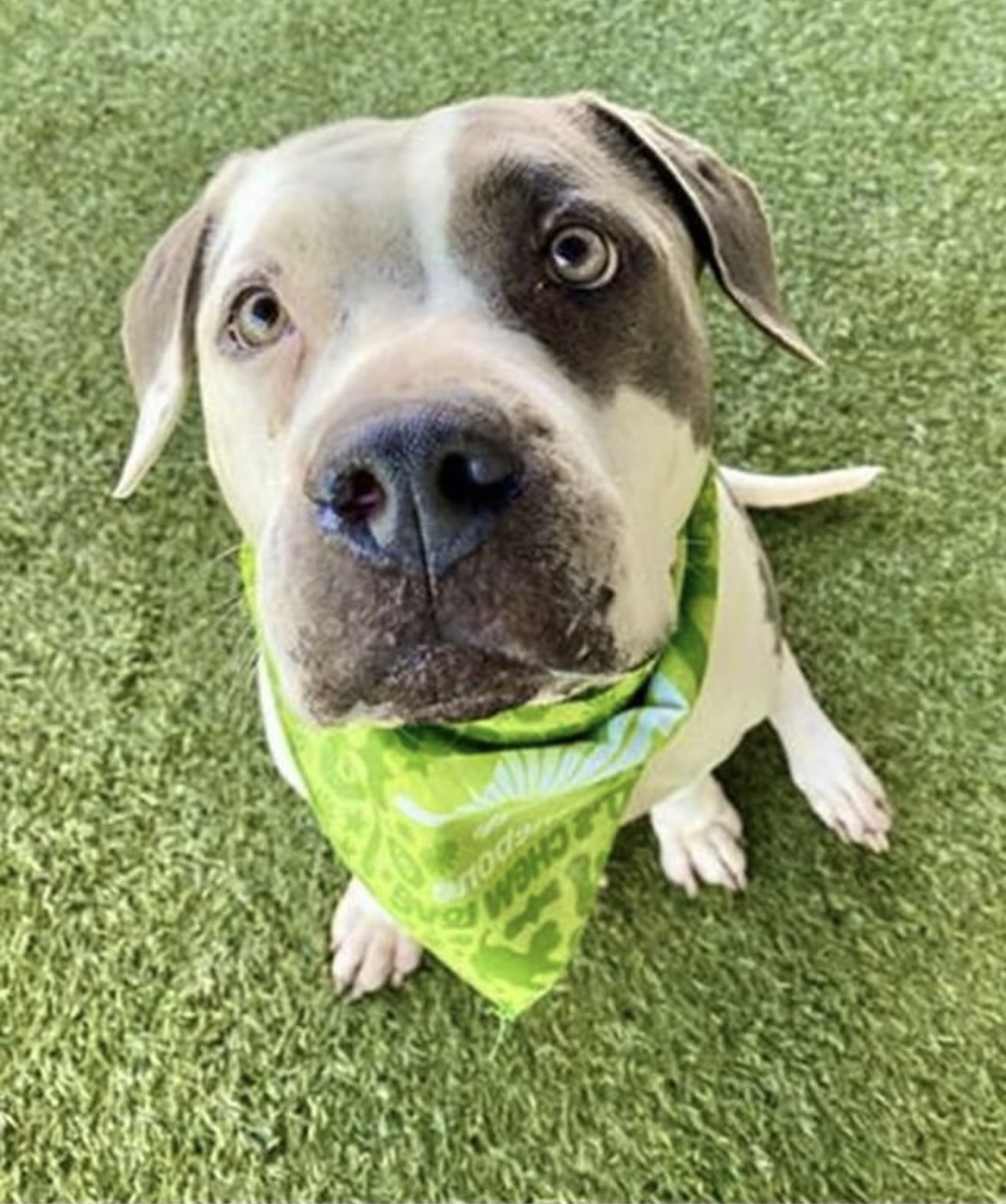 Luna A1739899, Adopted, Adult Female American Bulldog.