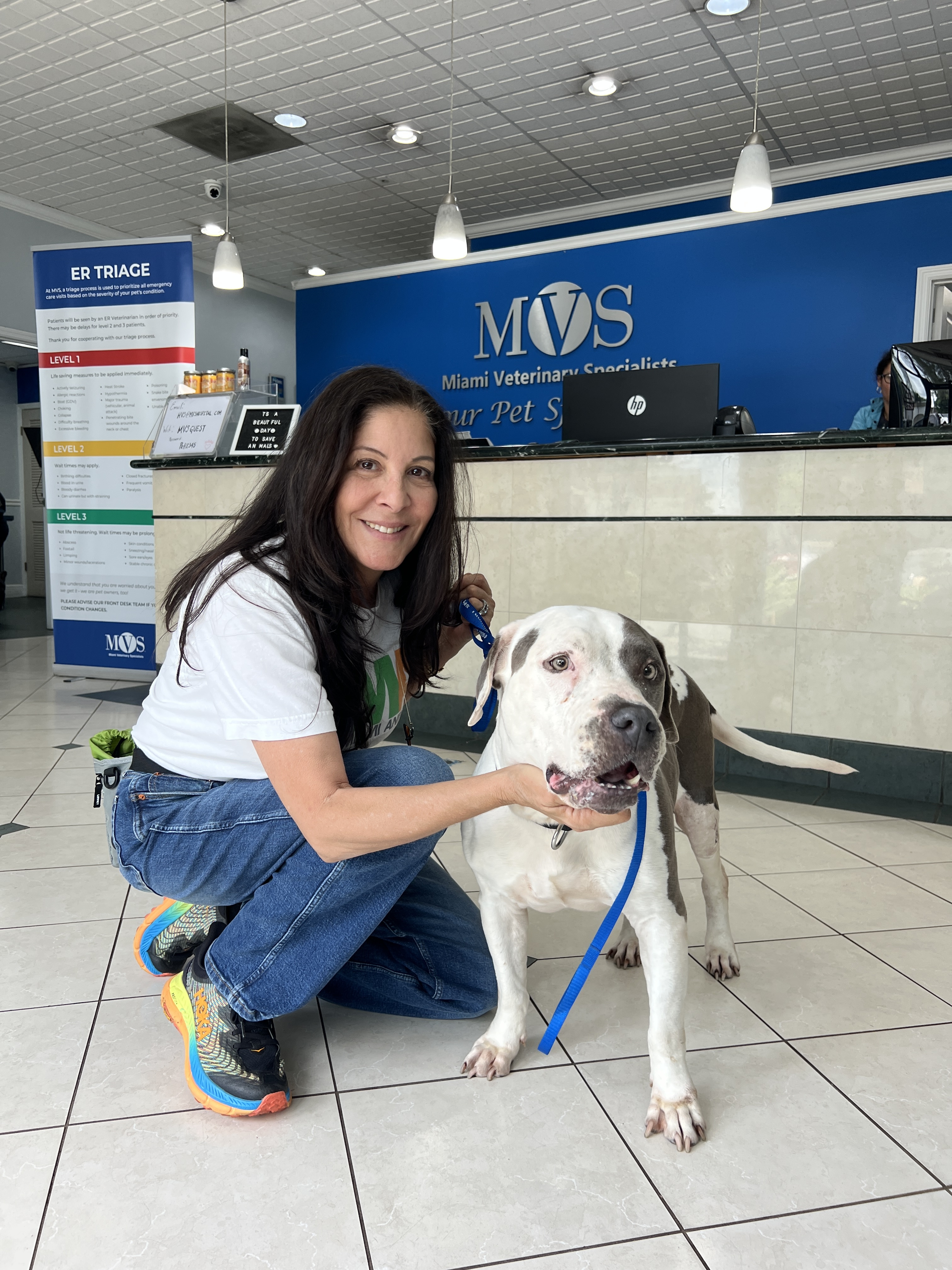 Luna A1739899, a Adopted American Bulldog in Coral Gables, FL image 2/5