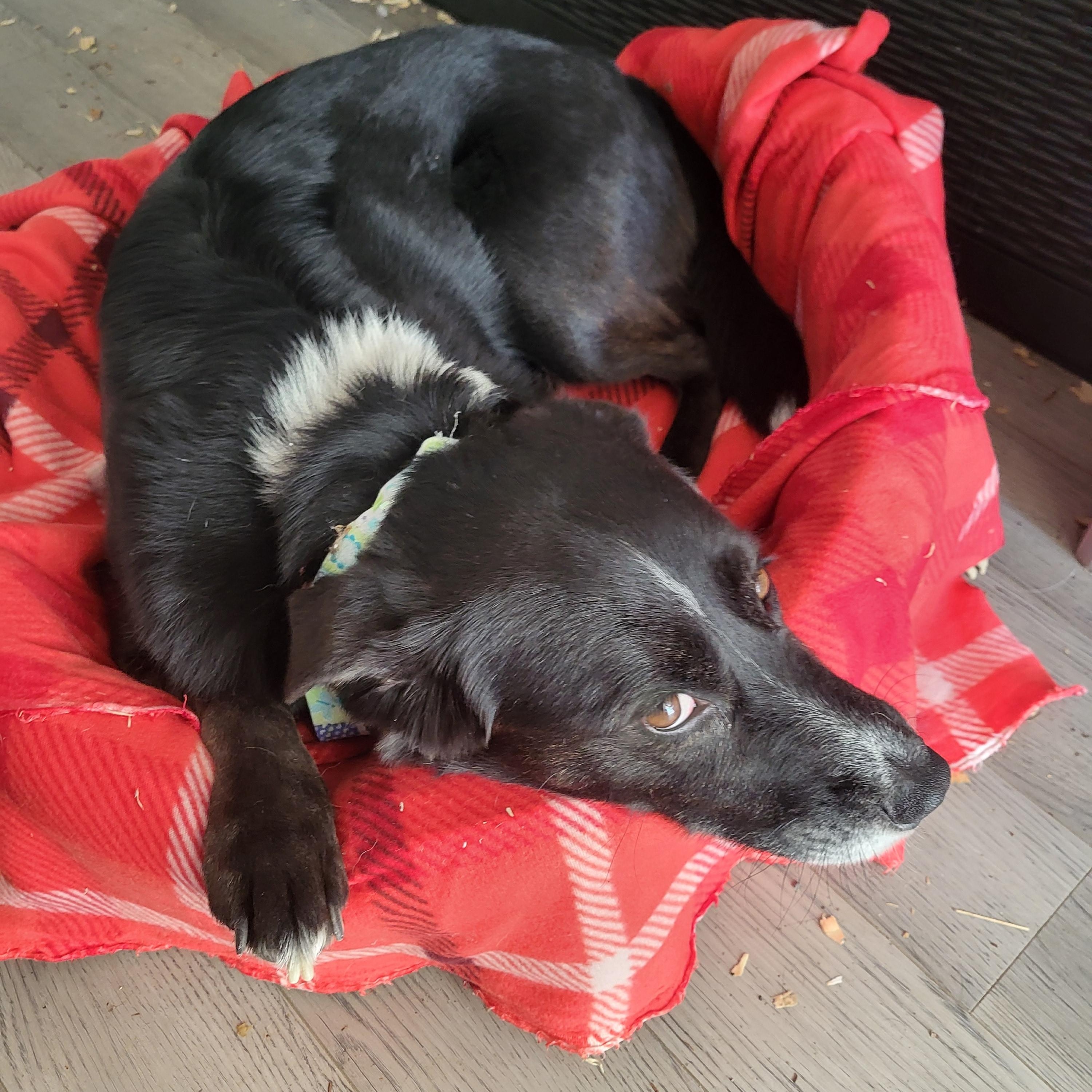 Ruger