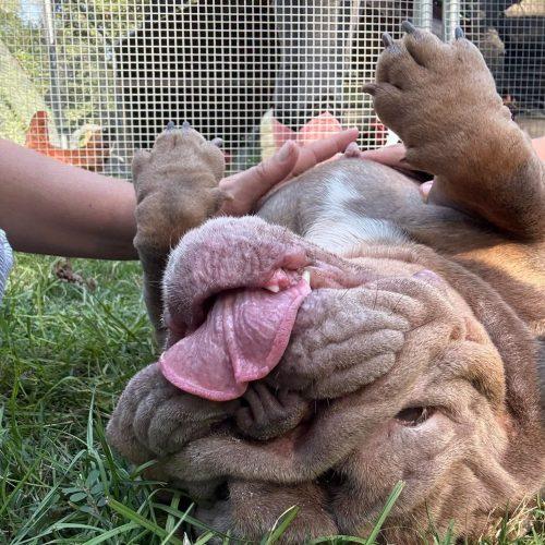 RASPUTIA NOW NELLY, Adoptable, Young Female English Bulldog.