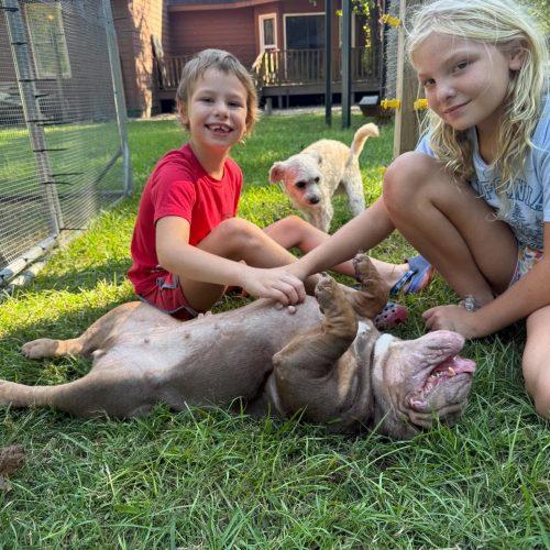 Enlarge RASPUTIA NOW NELLY, a Adoptable English Bulldog in Sanford, NC image 2/5