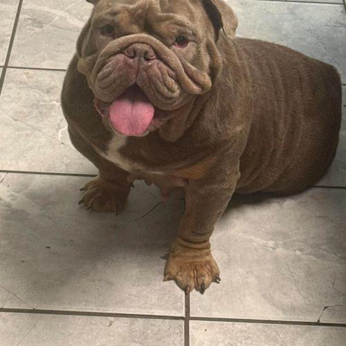 Enlarge RASPUTIA NOW NELLY, a Adoptable English Bulldog in Sanford, NC image 3/5