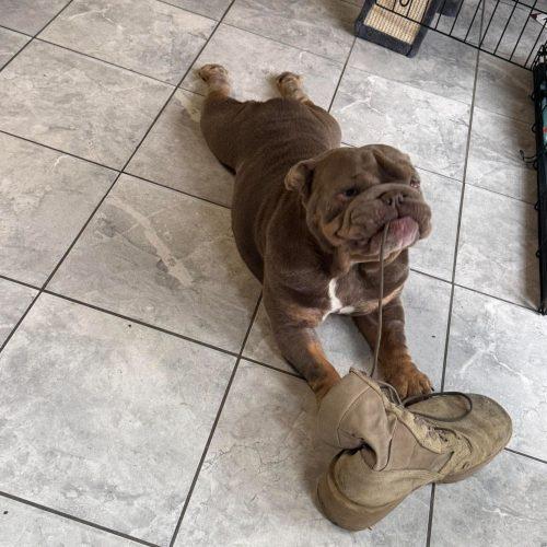 Enlarge RASPUTIA NOW NELLY, a Adoptable English Bulldog in Sanford, NC image 4/5
